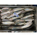 Cá sardine đông lạnh toàn bộ sardinella longiceps